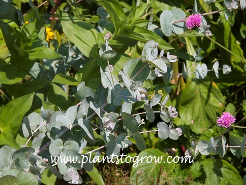 Silver Drop Eucalyptus  (Eucalyptus gunnii)